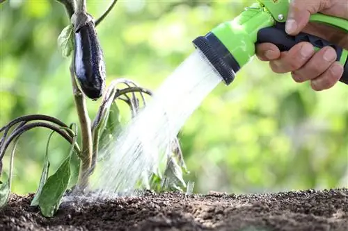 Feuilles fanées sur l'aubergine - voici ce que vous pouvez faire