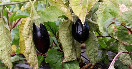 Aubergine : Feuilles jaunes – raisons et solutions