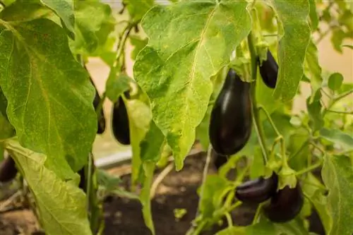 Feuilles d'aubergine pendantes : causes et solutions