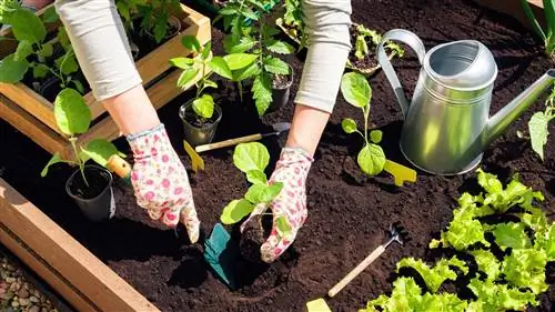 eggplant-in-the-raised-bed