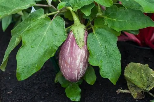 aubergine regn