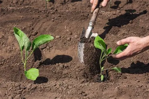 Requisits d'espai d'albergínia: aquest és l'espai que necessiten les vostres plantes