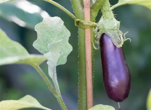 Aubergines goed ondersteunen: de beste methoden