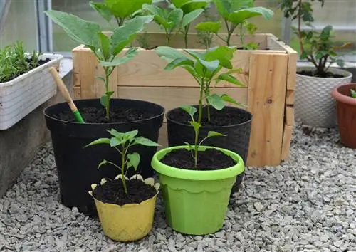 Repot eggplants