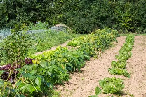 Eggplants in the vegetable garden: They thrive with these neighbors