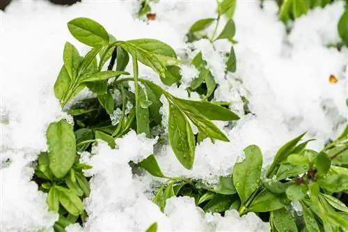 La albahaca se escarchó: ¿Cómo salvo la planta?