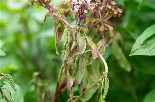 Albahaca y moho gris: reconocer y combatir