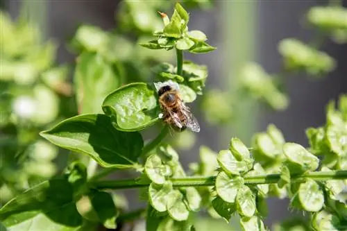 fleurs de basilic abeilles