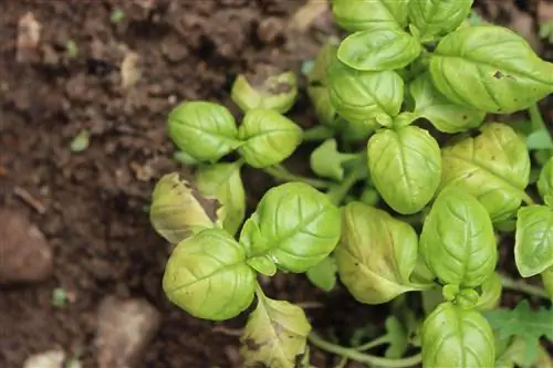 albahaca-manchas-marrones-comestible