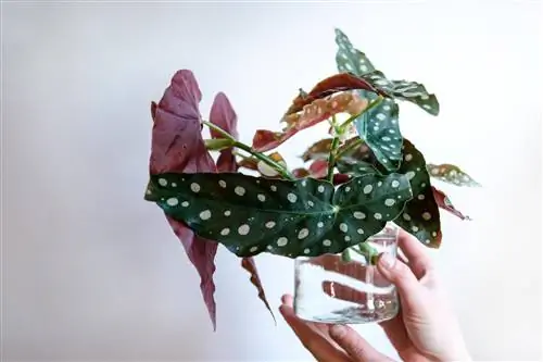 propagazione della begonia maculata