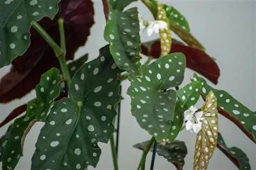 begonia maculata zəhərlidir