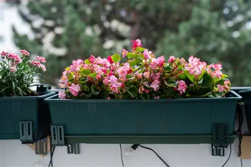 Begonia op die balkon: Wenke vir optimale versorging en ligging