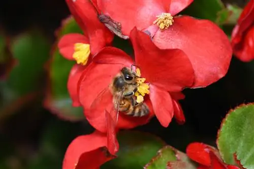 Bégonias au balcon : des effets positifs pour les abeilles ?