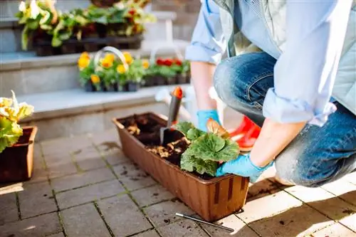 begonia tuprog'i