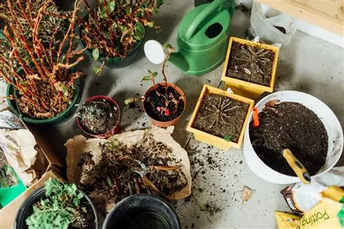 Begonia's stekken: instructies voor gezonde planten