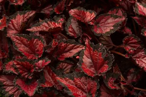 daun begonia-merah