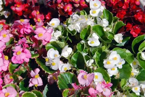 Begonia colors: Discover the most beautiful nuances