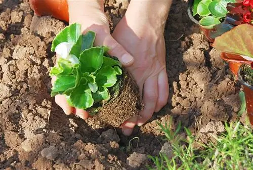 Le moment idéal : quand les bégonias ont leur place à l'extérieur