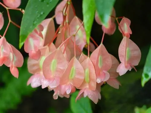 Begonia toxumlarının yığılması