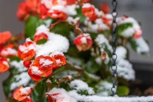 begonias-get-fros