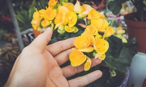 Cuidando das Begônias: Como faço para remover flores gastas?