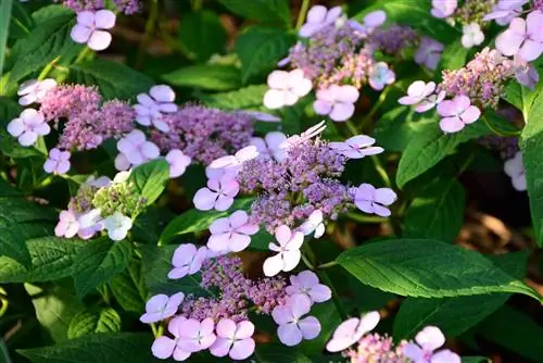 Garden hydrangea zoo li-kev faib tawm