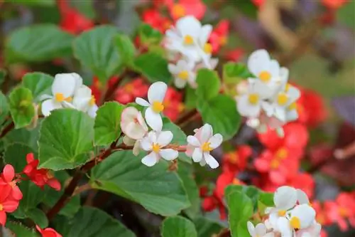 begonia temperatuur