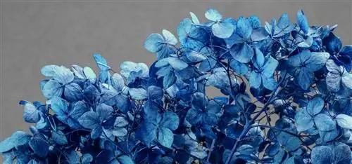 Geverfde gedroogde hortensia's - zo blijft de pracht van de kleuren behouden