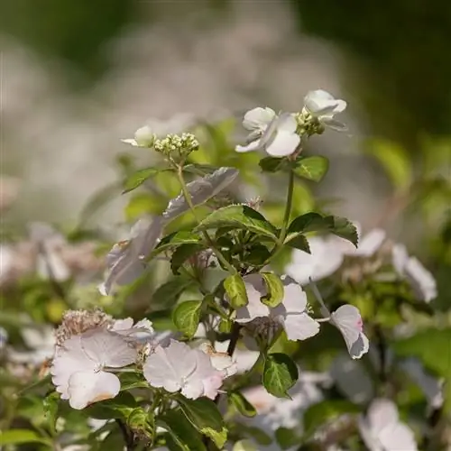 propagar garlanda d'hortensia