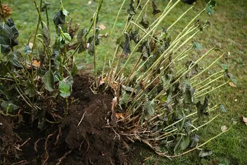 Transplanting hydrangea Annabell