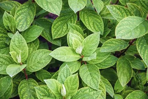 hydrangea-annabelle-tidak berbunga