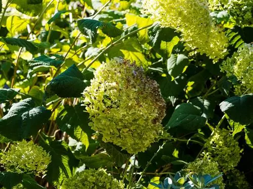 hortensia-annabelle-bruine bloemen