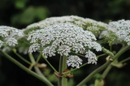 Hogweed: Mielenkiintoisia faktoja sen kukista