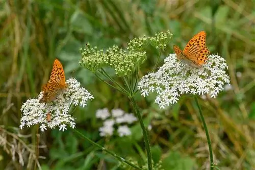 Poisonous or harmless? Use hogweed correctly in the garden