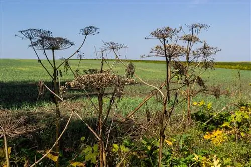 hogweed-qhuav-tshuaj lom