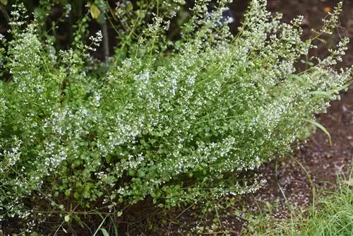 menta di montagna commestibile