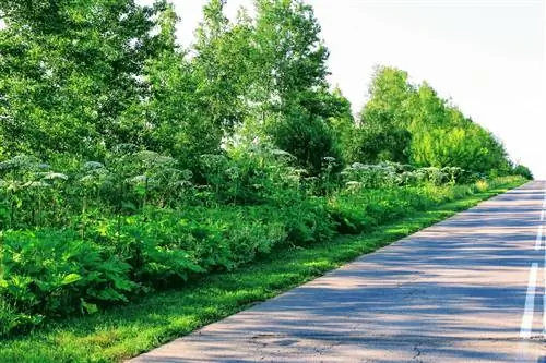 Hogweed gergasi: Neophyte invasif dan bahaya di Jerman