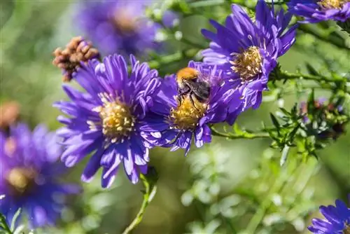 Čebele in modre marjetice: pomembno razmerje?