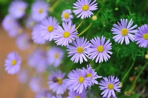 blue-daisy-flower-hanging