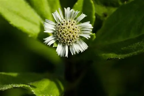 Bunga aster palsu vs. asli: apa perbedaannya?