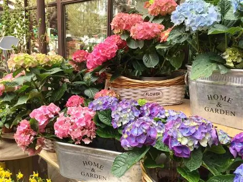 Bolhortensia in pot: verzorging, standplaats en overwintering