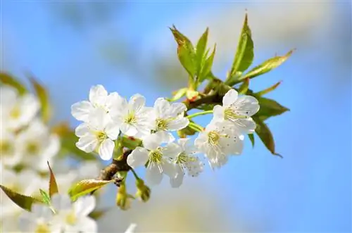 bladscheuten van de appelboom