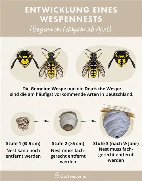 Development of a wasp nest as an illustration