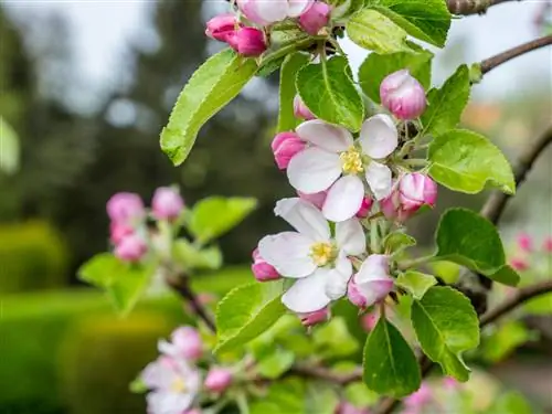 le pommier fleurit-en-novembre