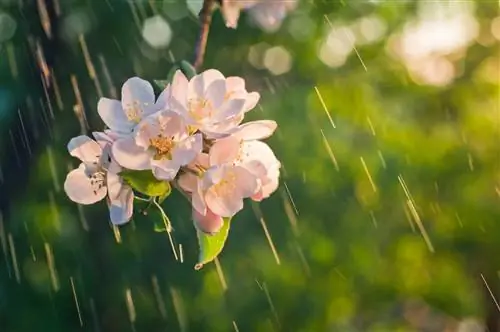 Apple-tree-blooms-in-September