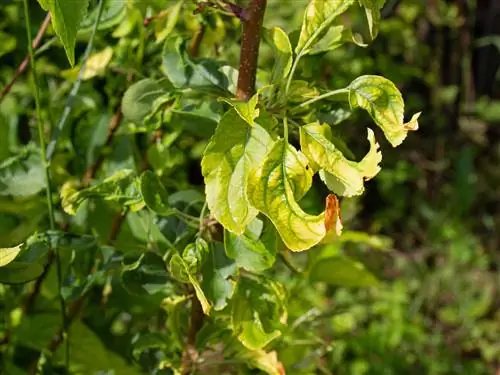 feuilles-de-pommier-recroquevillées