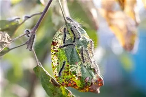 apple tree leaves holes