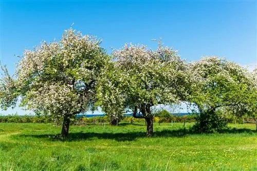 umbali wa pollinator wa mti wa apple