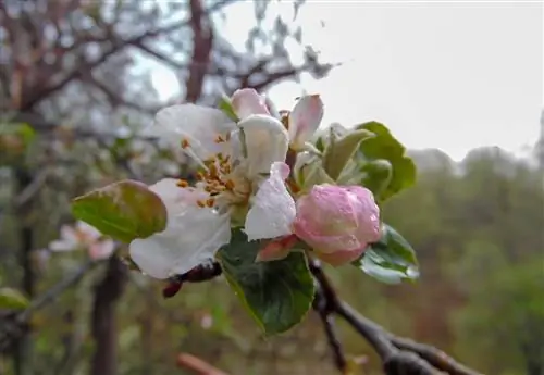 Il melo fiorisce in ottobre