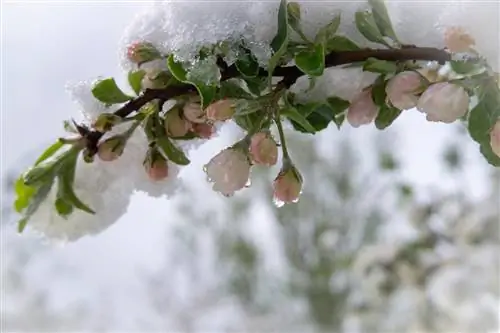 appelboom bloeit winter